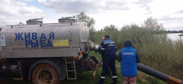 Выпуск щуки в водные объекты Новгородской области